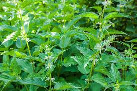 Stinging Nettle Extract