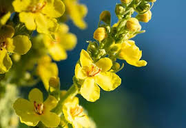 Mullein Extract